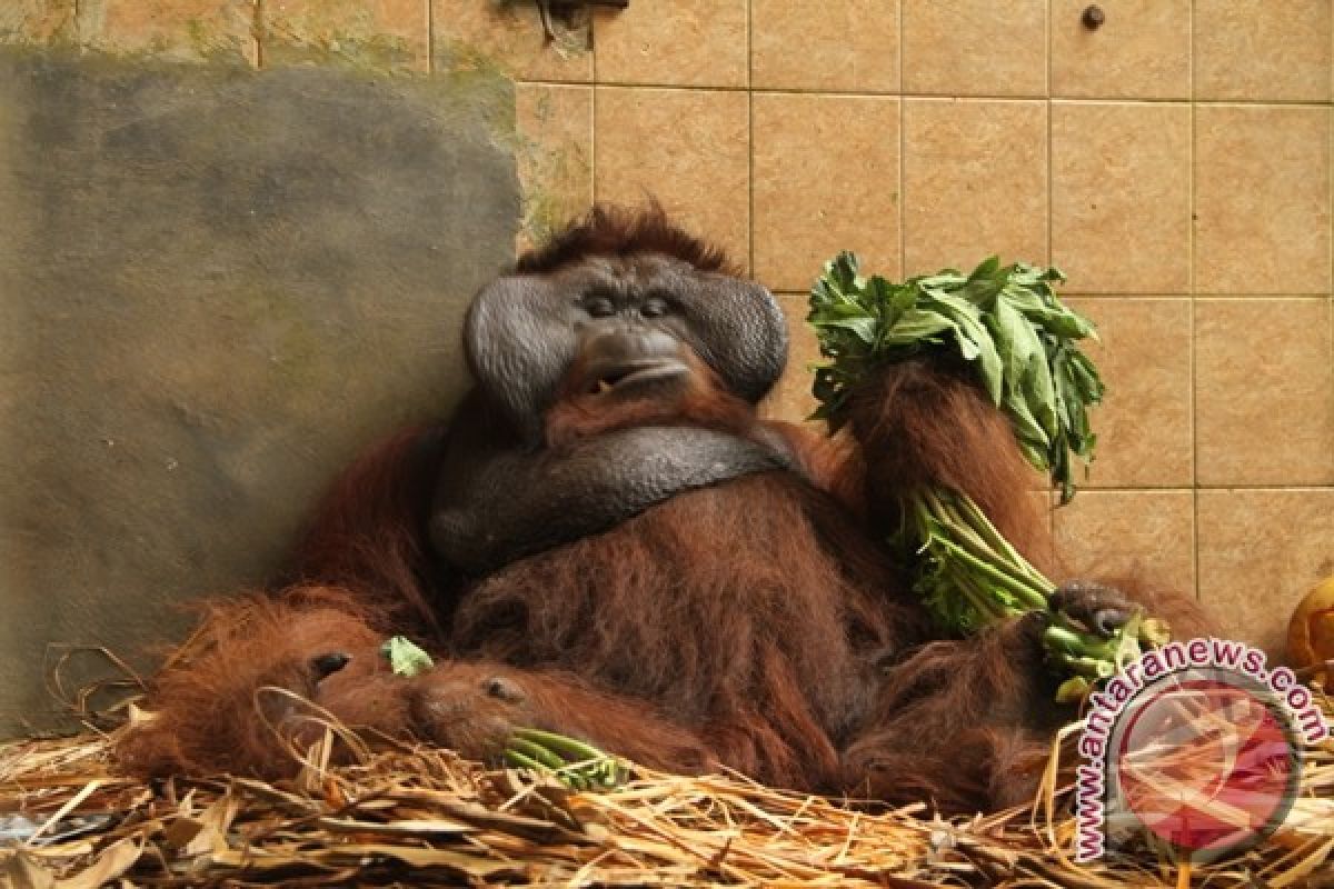 Lagi, Tujuh Orangutan Dilepasliarkan ke Kehje Sewen