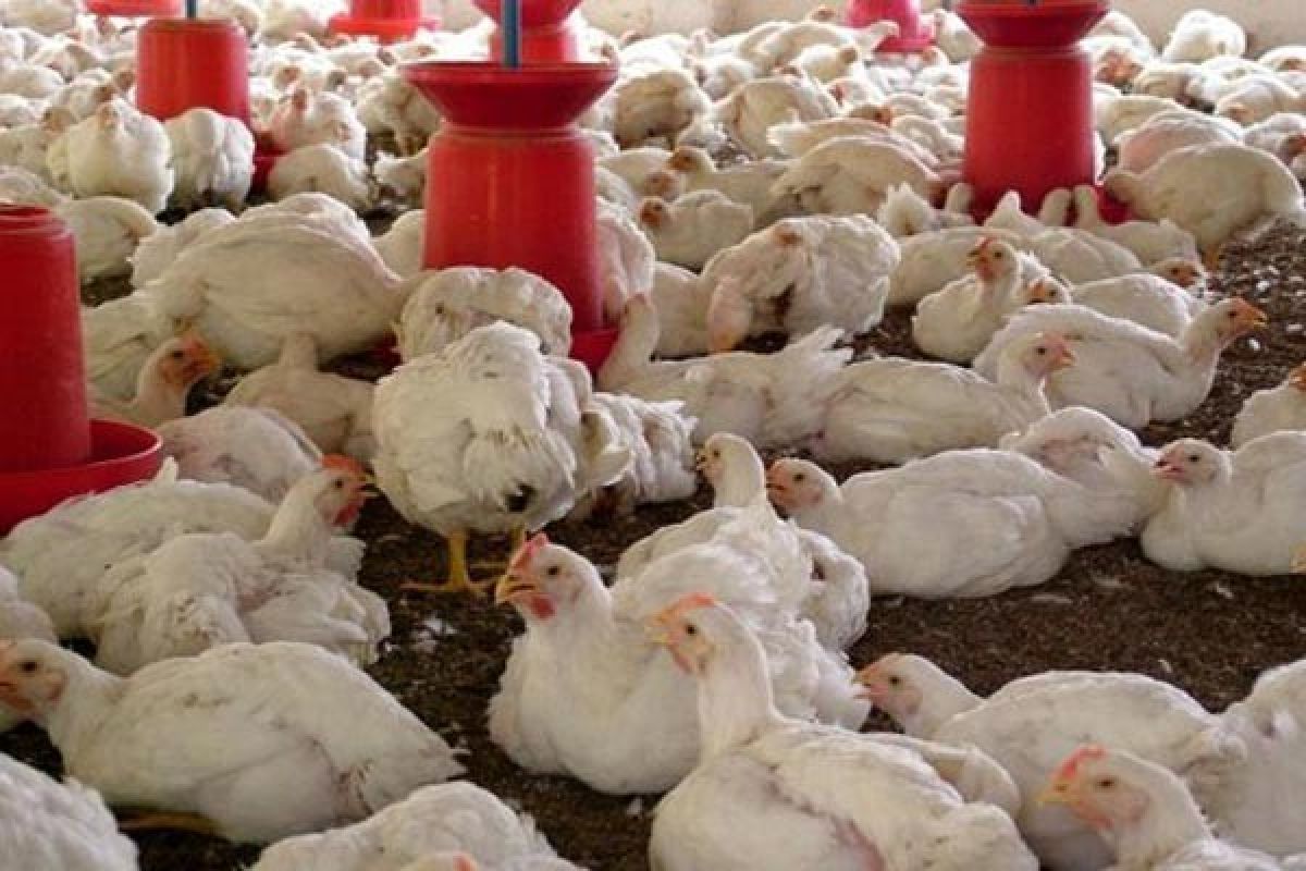 Mahasiswa IPB Manfaatkan Kunyit Untuk Tingkatkan Kualitas Ayam Broiler