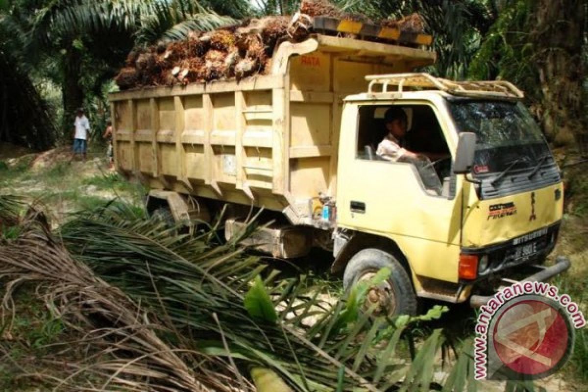 Harga TBS Sawit Barito Utara Turun 