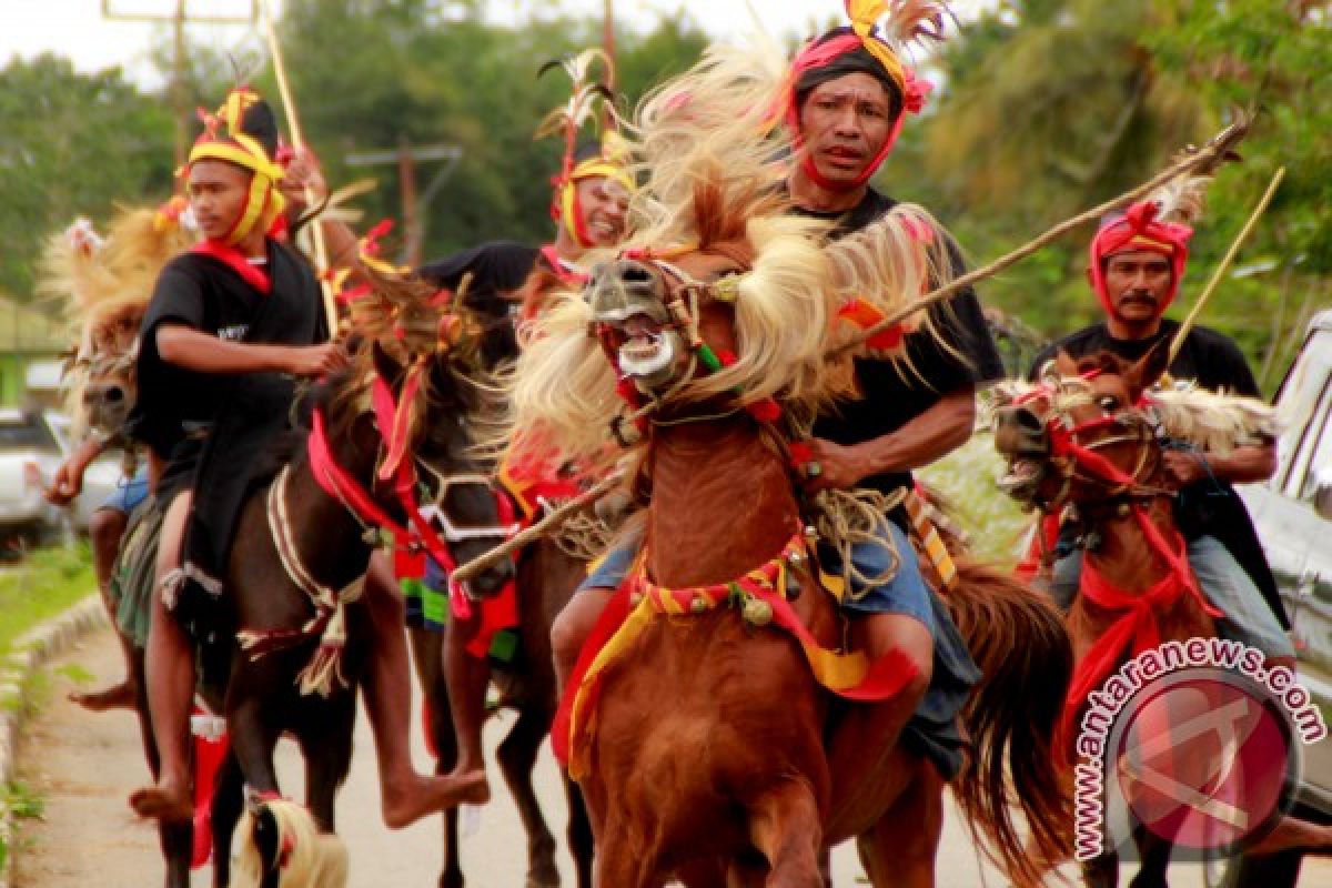 Parade 1001 kuda sandelwood, atraksi wisata Pulau Sumba