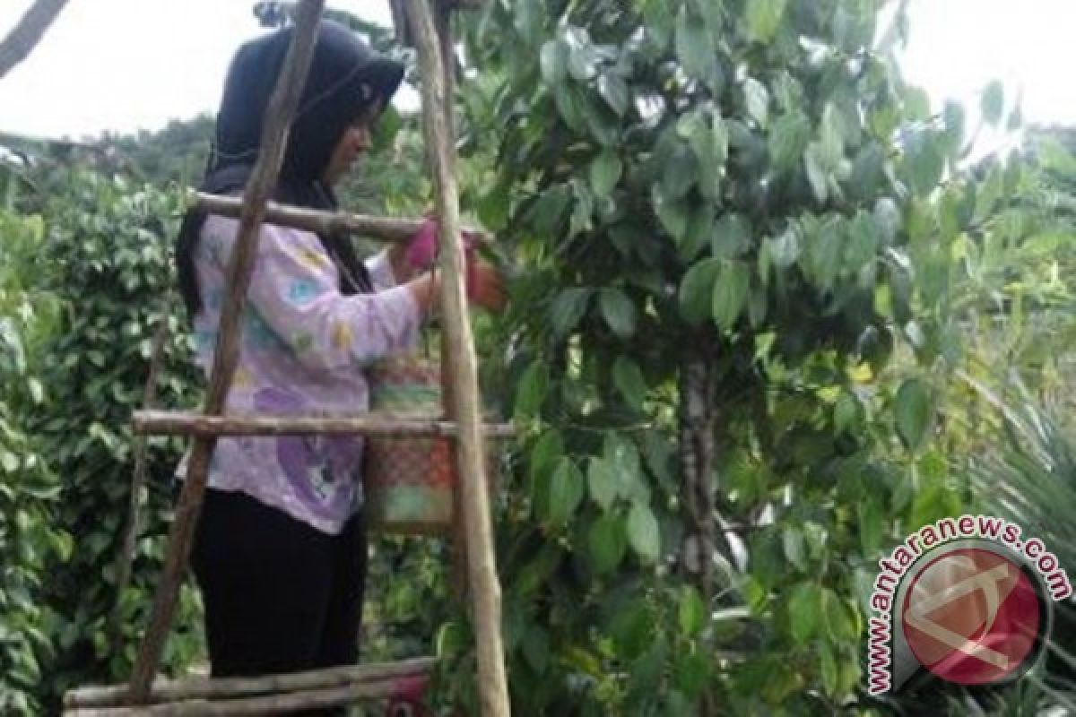 Bupati Bangka Tengah minta petani lada berinovasi