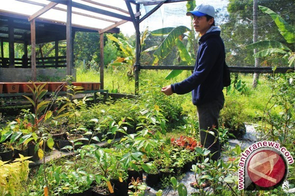 Climate in Jayawijaya suitable for sakura cultivation