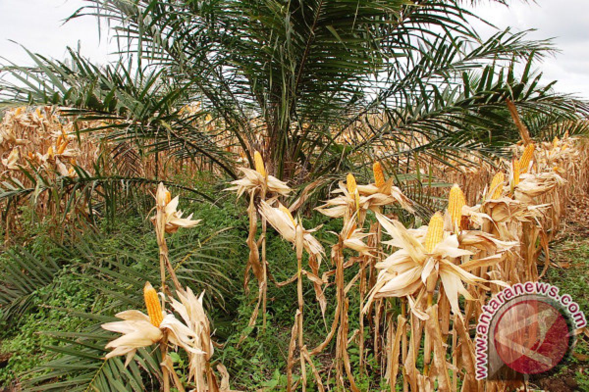 W Pasaman Carries Out Corn-Palm Oil Planting Pattern