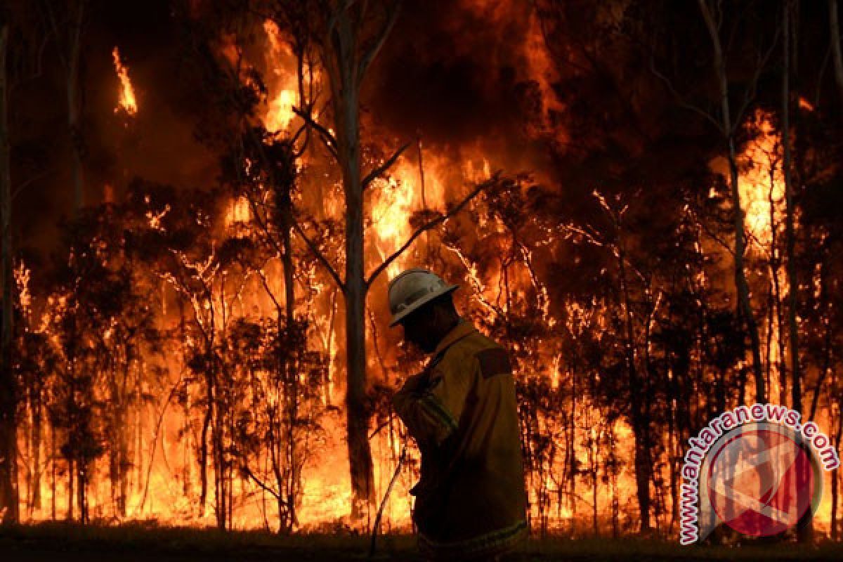 41 Orang Tewas, Puluhan Lainnya Masih Hilang dalam Kebakaran Hutan di California