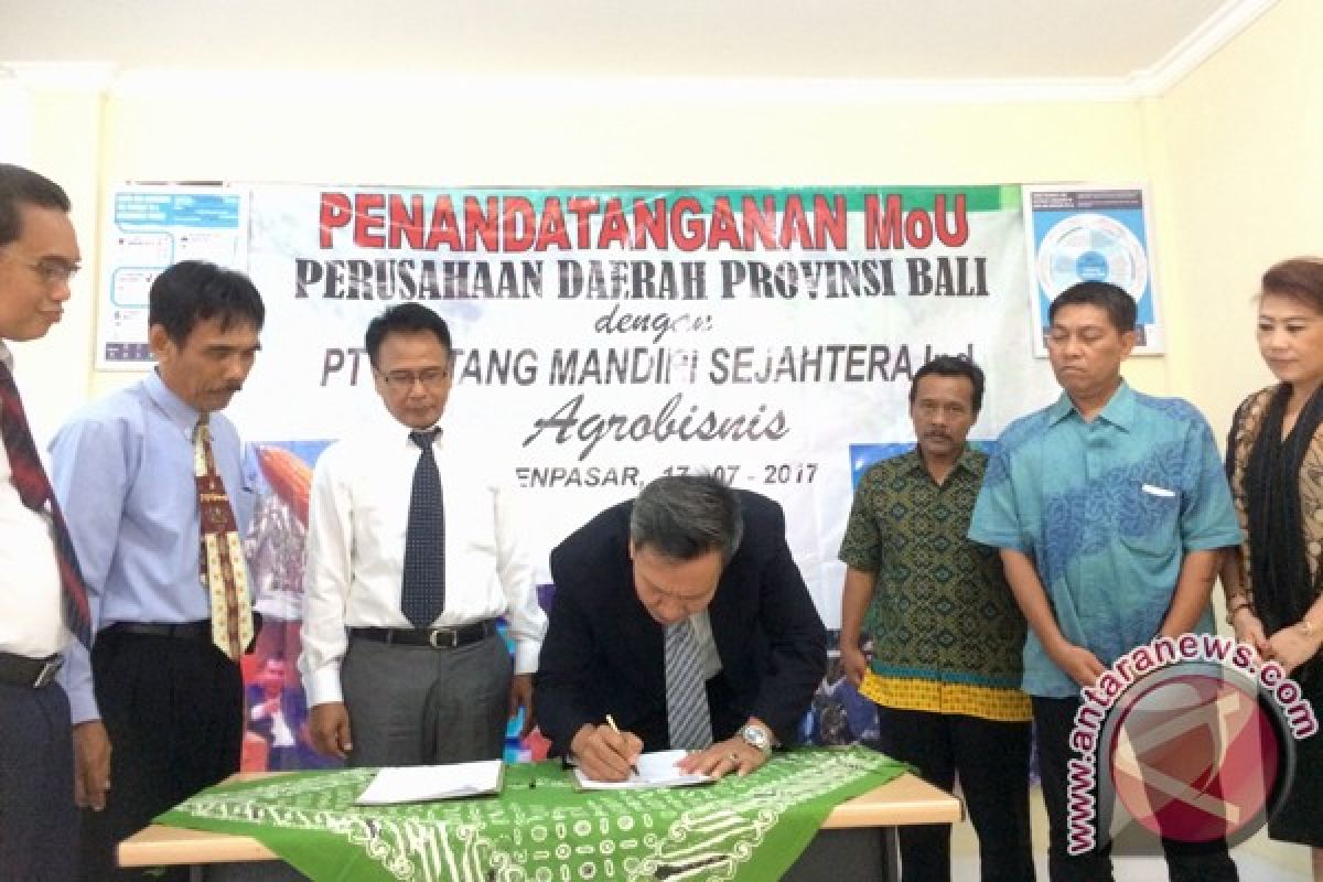 Perusda Bali-Bintang Mandiri Tingkatkan Kualitas Singkong