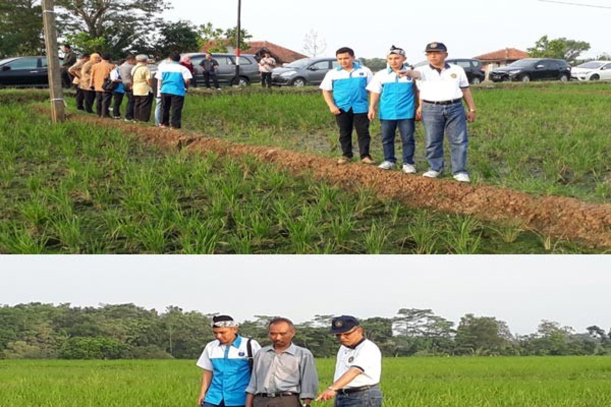 IPB Dampingi Petani Terdampak Wereng Di Subang