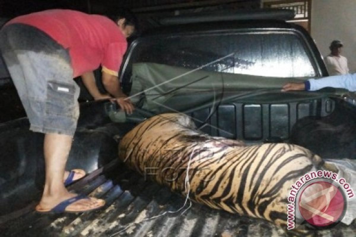 Harimau pemangsa warga akan di evakuasi
