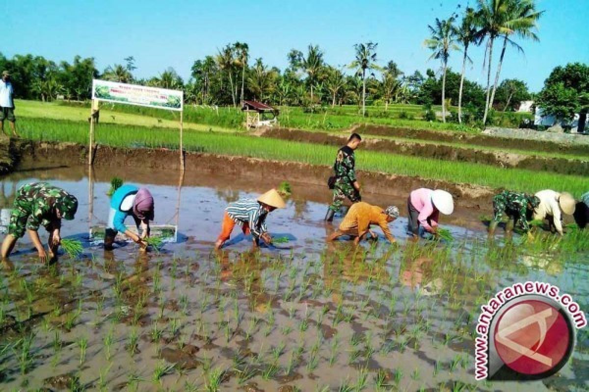 Metode tanam padi Hazton binaan Kodim Tobelo sukses