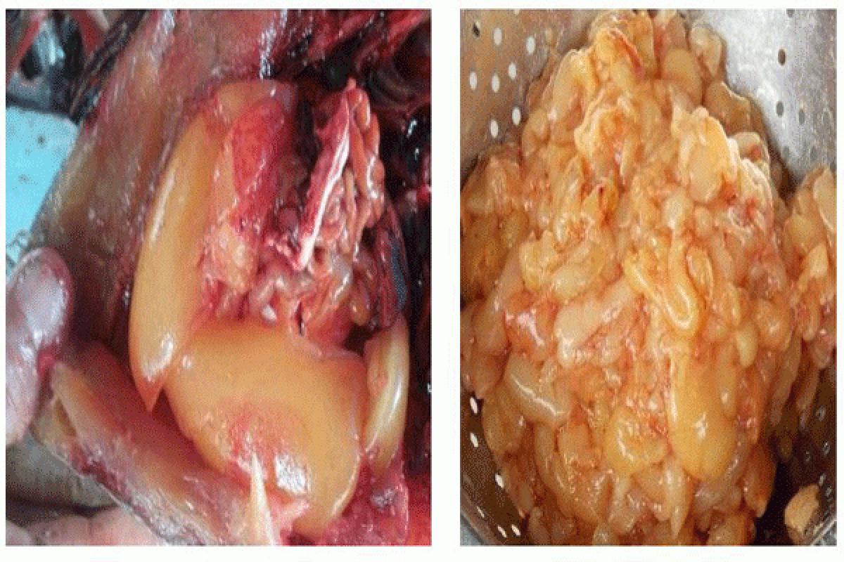 Mahasiswa IPB Teliti Minyak Jeroan Ikan Patin dan Minyak Sardin Untuk Pangan Dan Kesehatan