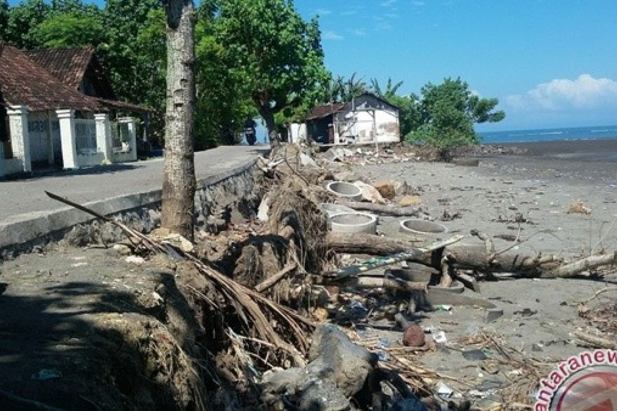 Warga Terancam Abrasi Berharap Bantuan Pohon Cemara