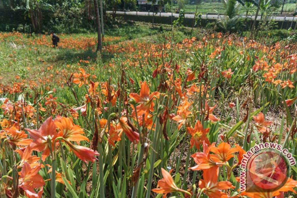 Kebun amarilis di Patuk sedot ratusan wisatawan tiap hari