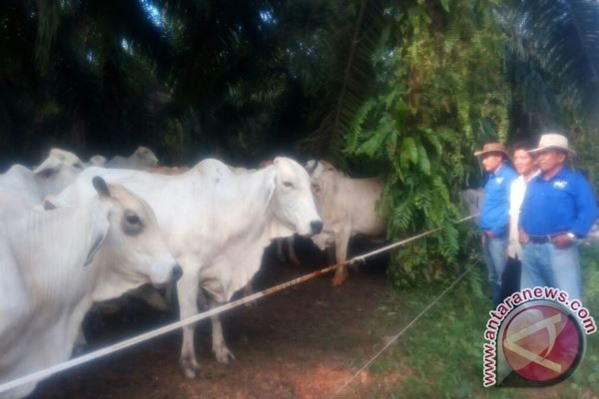 Artikel - Integrasi Sawit dan Sapi di Kobar Terbukti Sokong Swasembada Daging