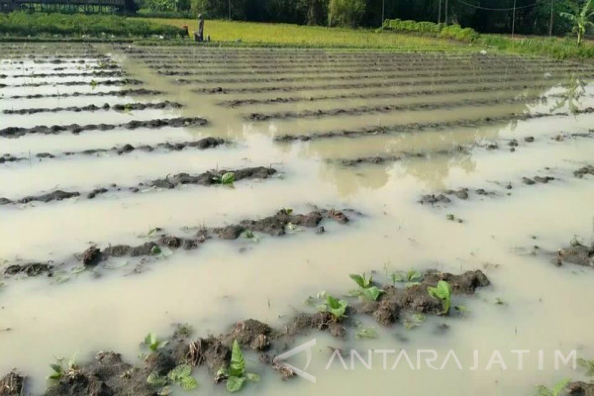 Hujan Merata di Bojonegoro Belum Pengaruhi Tembakau (Video)