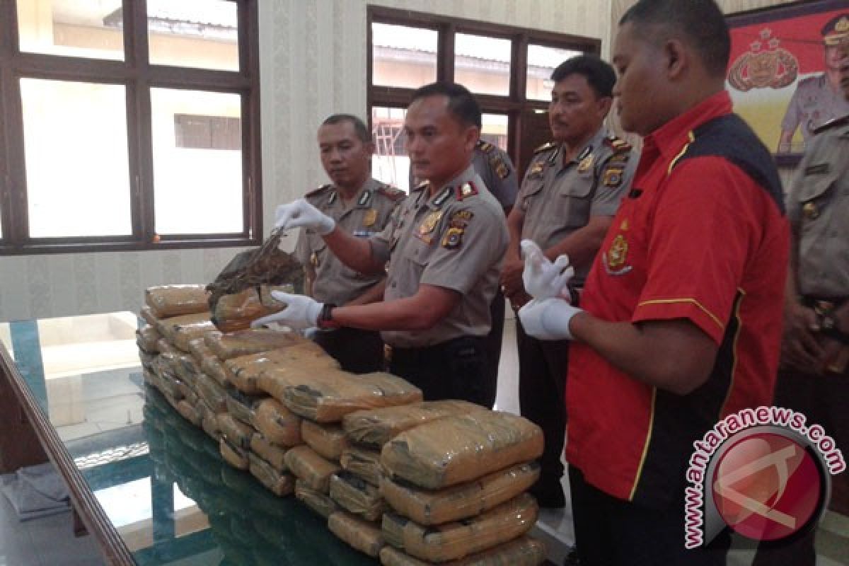 Polisi Abdya amankan 43 kilogram ganja