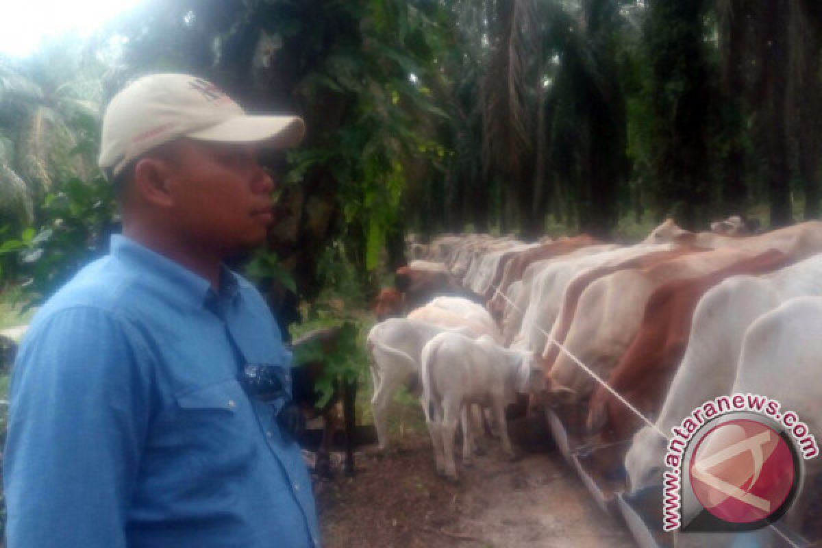 AAL Pasok 100 Sapi Potong Per Minggu di Pasar Kalimantan