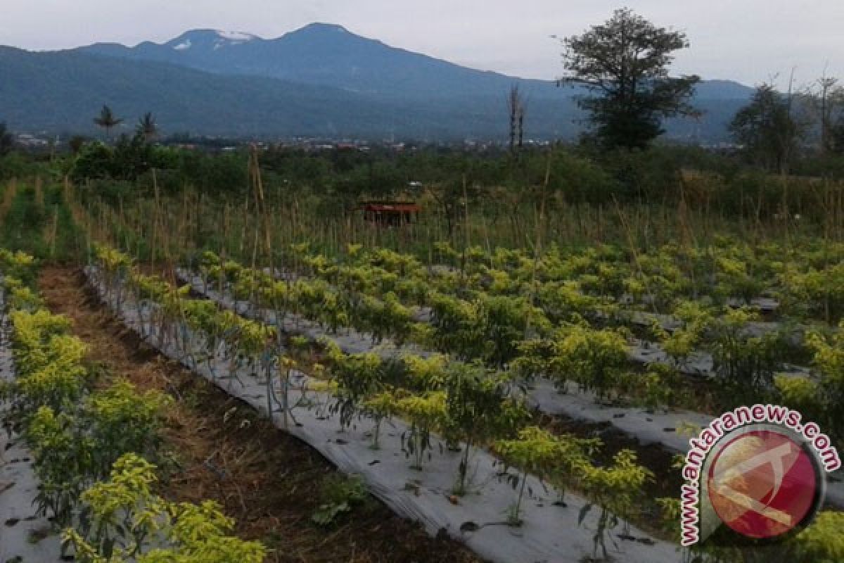 Petani Rugi Akibat Tanaman Cabai Terserang Penyakit