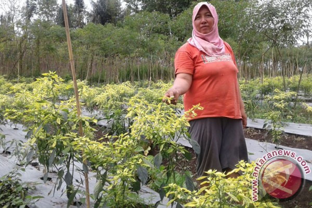 Petani Mukomuko dilatih cara tangani hama cabai