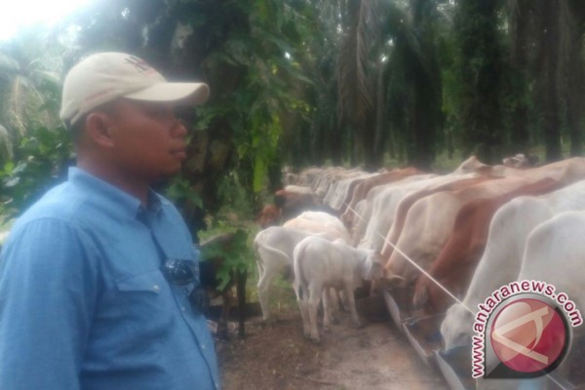 Hasil uji integrasi sawit-sapi berhasil tingkatkan produksi