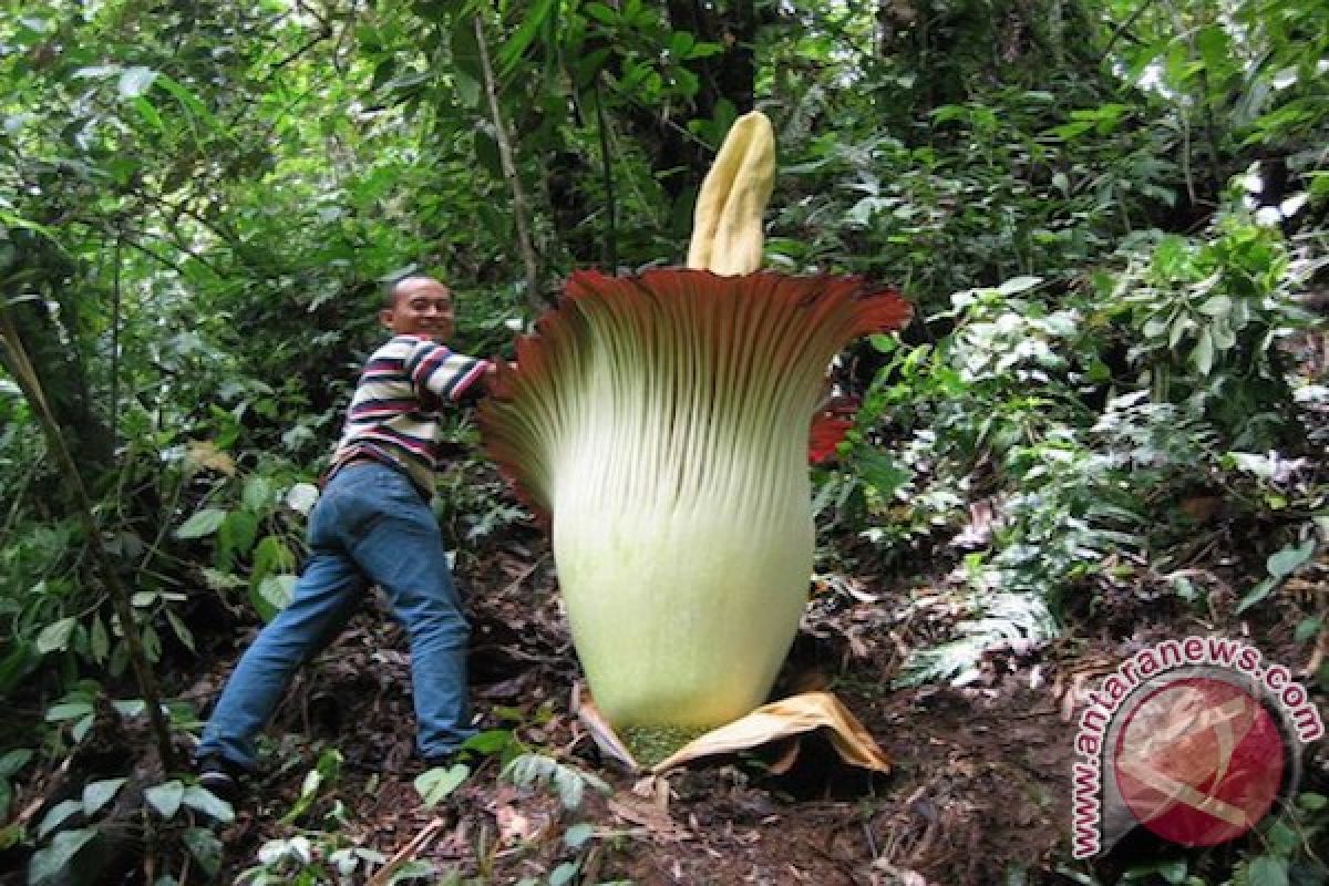 Amorphophallus titanum setinggi tiga meter mekar di Bengkulu