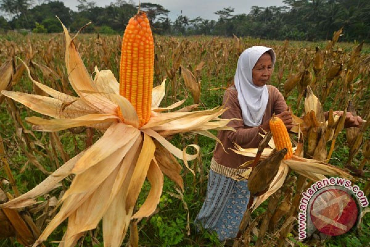 Banten siap panen raya jagung 700 hektare