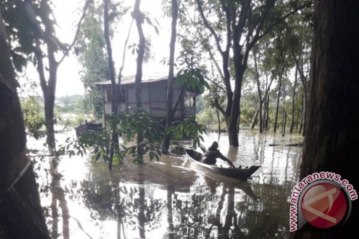 Ratusan hektare kebun karet di Barito Utara terendam banjir