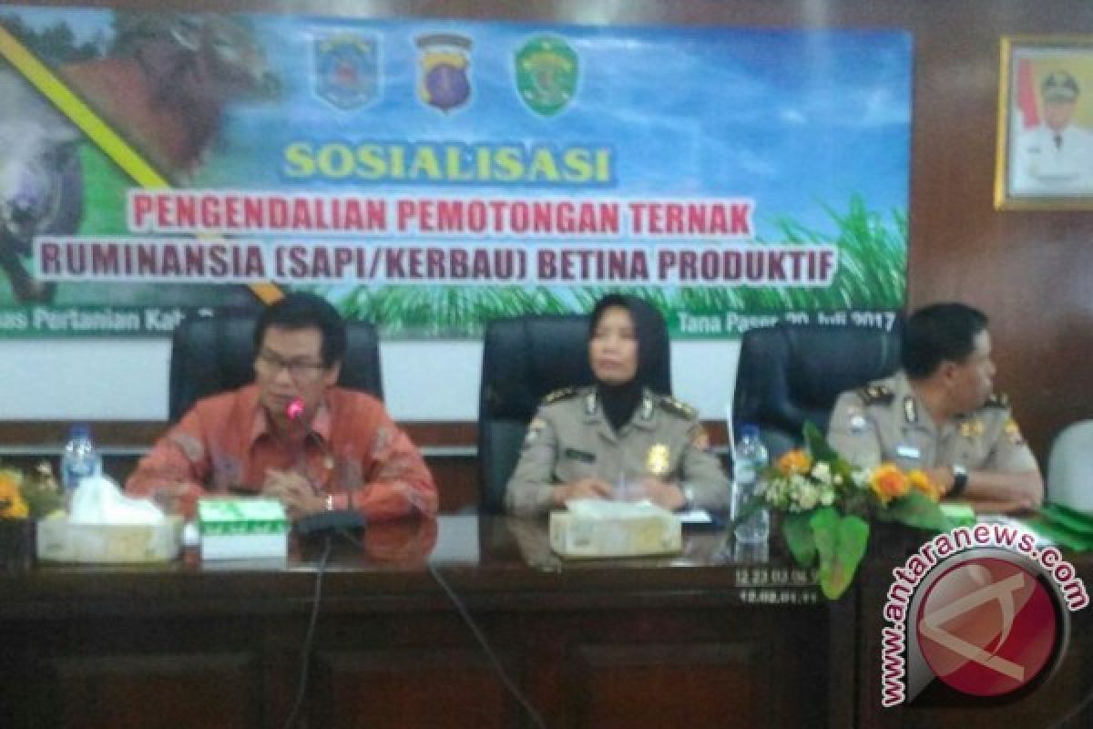 Paser Sosialisasikan Larangan Sembelih Sapi Betina Produktif