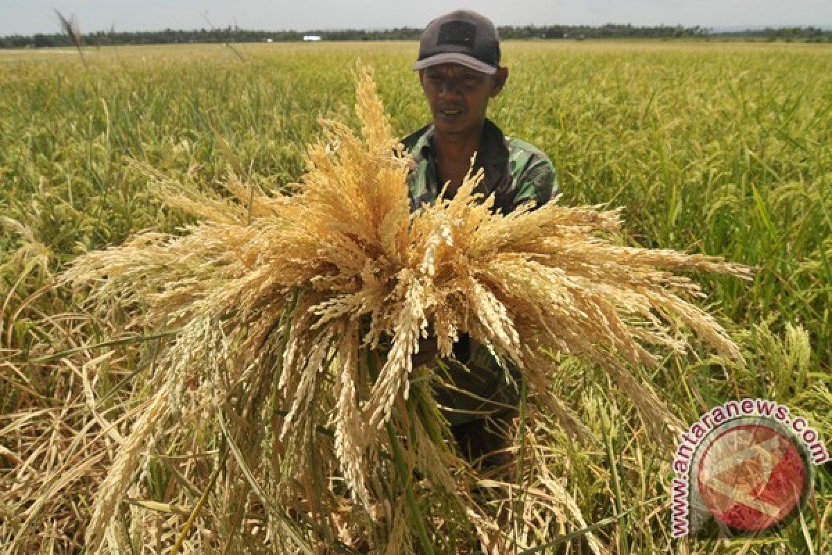 Ratusan hektare padi di Aceh Besar terancam puso