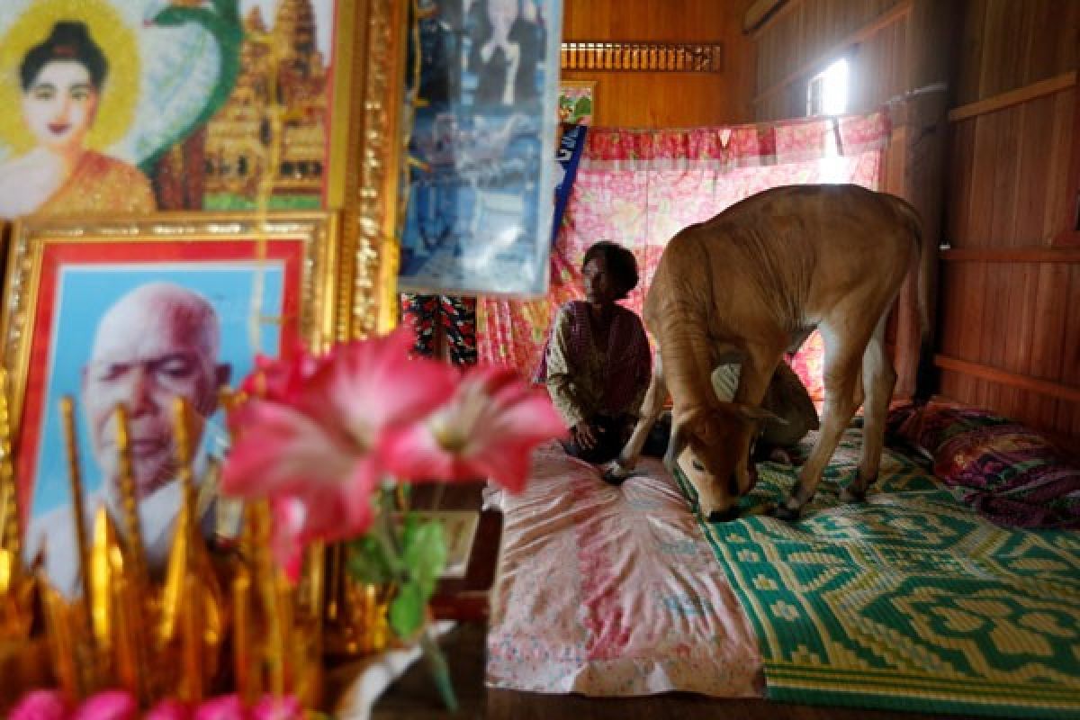 Seorang janda yakini seekor anak sapi sebagai penjelmaan mendiang suami