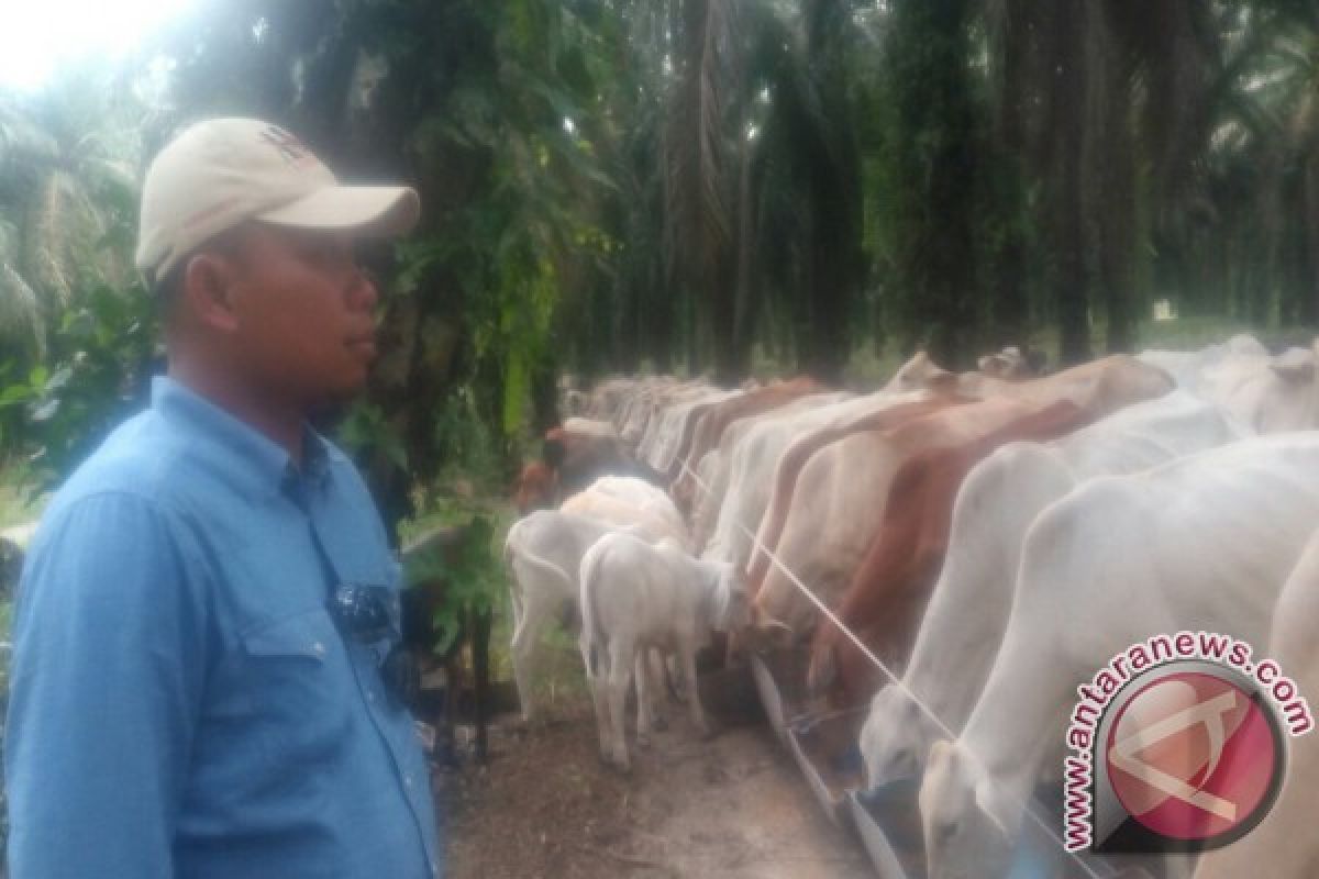 Dinas Peternakan kembangkan program sapi bunting