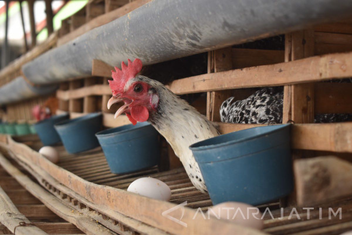 Situbondo Andalkan Pasokan Telur dari Luar Daerah