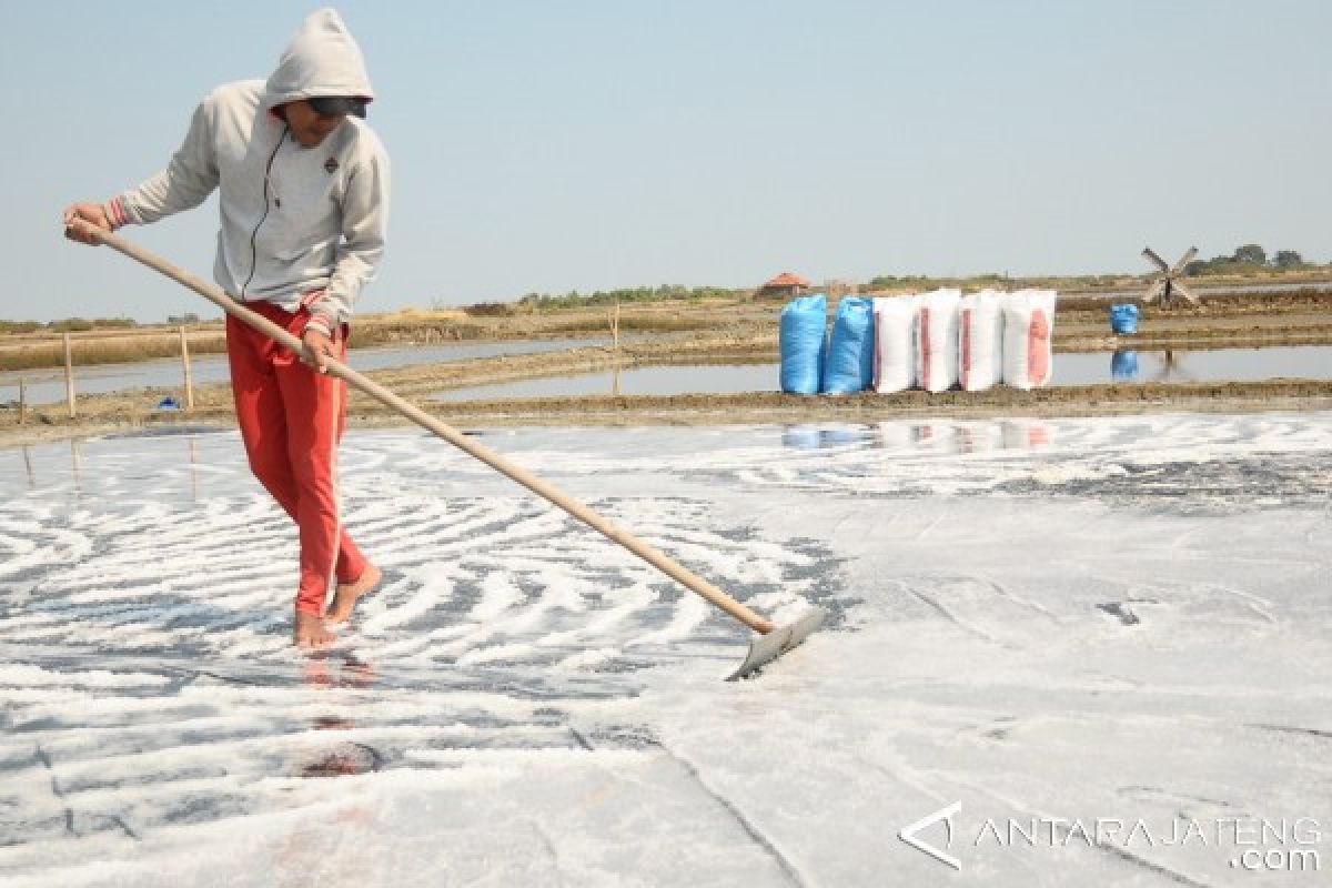 Petani Garam Jepara Nikmati Harga Garam Mahal