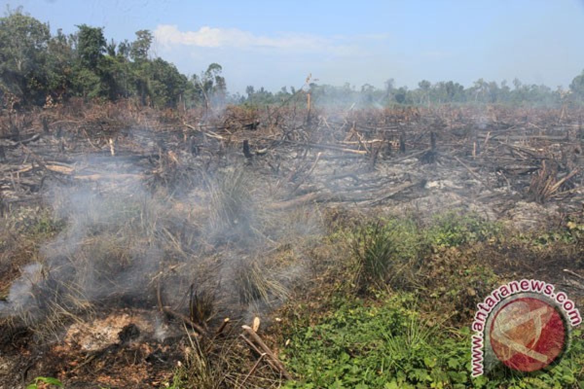 Kebakaran landa 6,5 hektare hutan di Nagan Raya