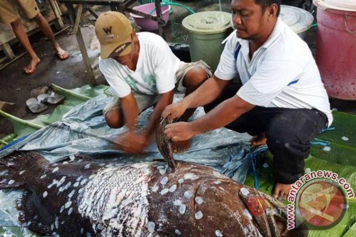 Nelayan Halmahera Tangkap Raksasa Ikan