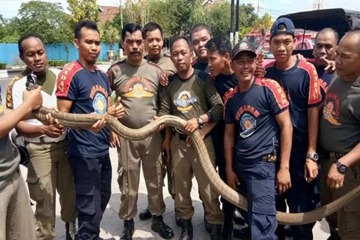 Keren! Satpol PP Kapuas Berhasil Tangkap Ular "King Cobra" 