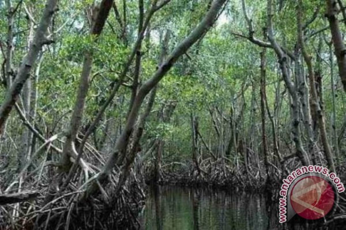 Hutan Mangrove Kabupaten Bangka Tengah Mulai Digemari Wisatawan