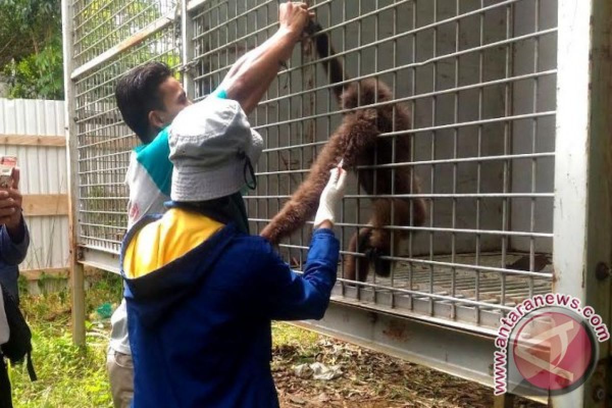 SKW Muara III Teweh Terima 8 Owa-Owa dari Kalimantan Barat