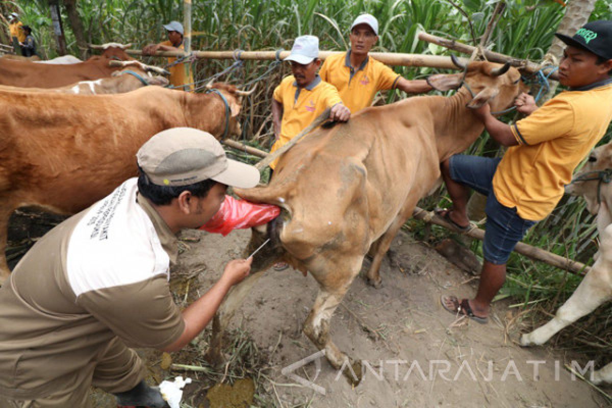 Pemkab Bangkalan Kembangkan Program IB Bidang Peternakan