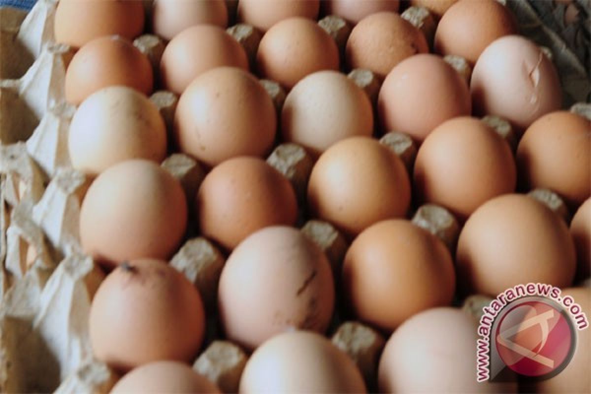 Produksi telur ayam peternakan Sumsel turun drastis