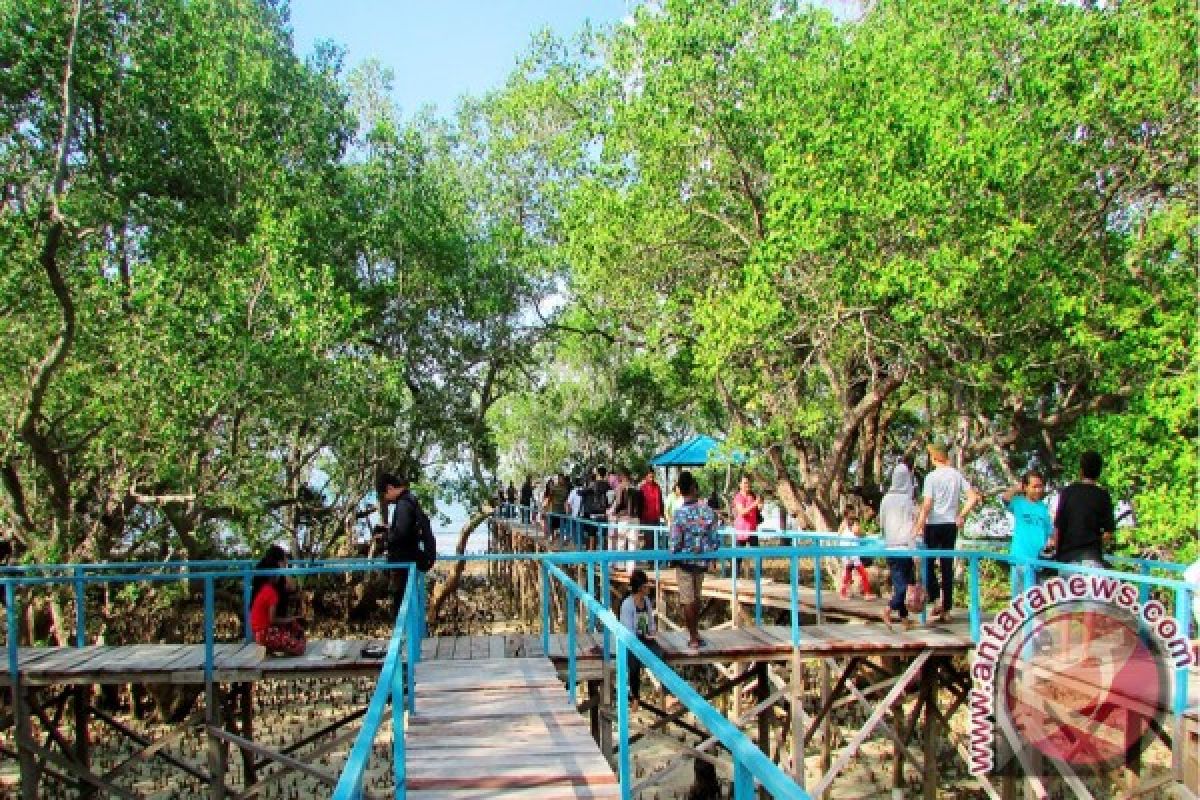 Hutan Mangrove Ramai Dikunjungi 