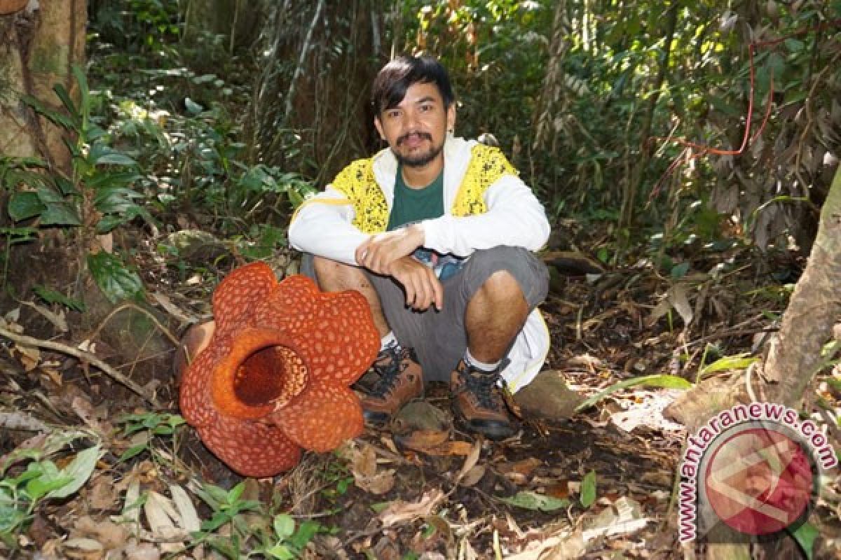 Rafflesia Gadutensis Kelopak Enam Mekar Di Bengkulu