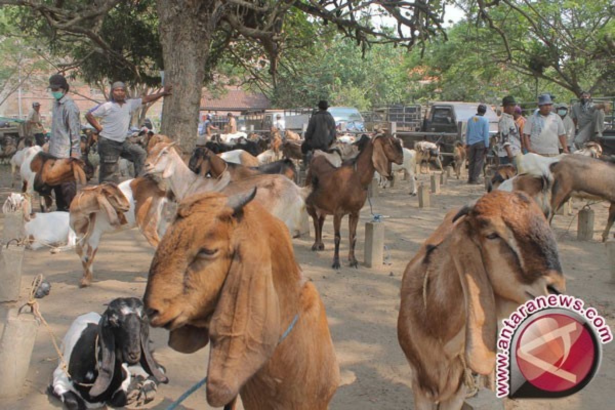 Peternak Sapi Bombana Kewalahan Pesanan Hewan Kurban 