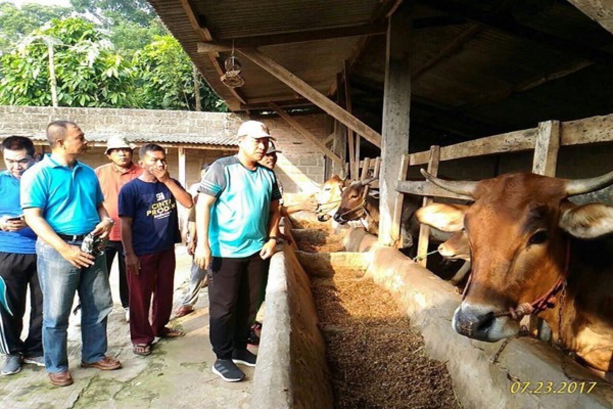 Lampung Tengah Komitmen Jadi Daerah Swasembada Daging  
