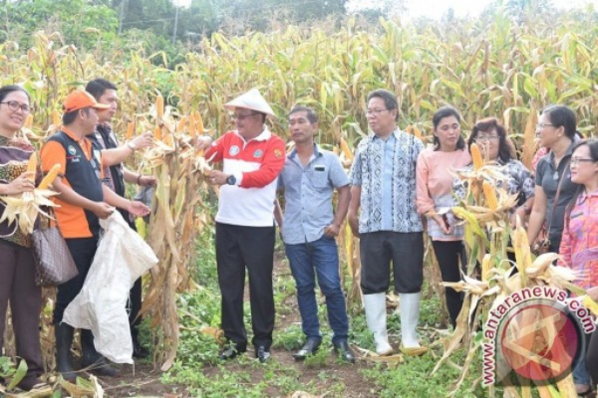 Mantiri Panen Jagung di Batu Putih Bawah