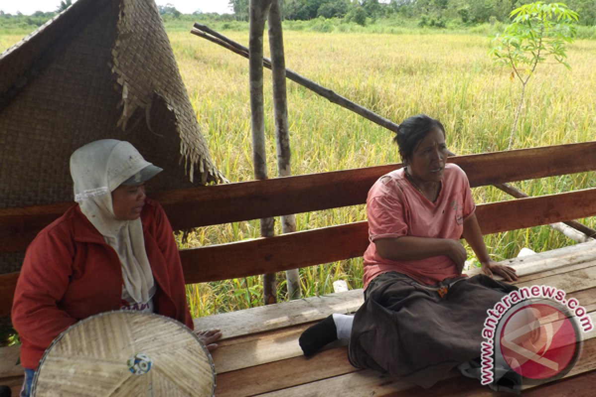 Perempuan Petani Kalbar Mencoba Bertani Metode Hazton  