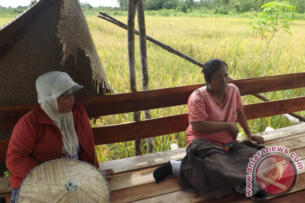 Konsorsium Perempuan Kalbar Dampingi Petani Tingkatkan Kesejahteraan