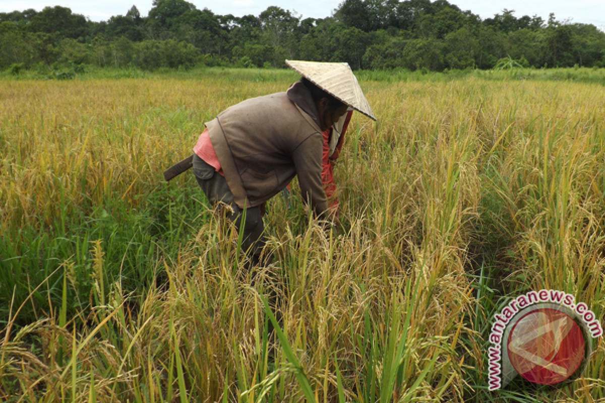 Kubu Raya Canangkan Gerakan Tanam Padi Serentak