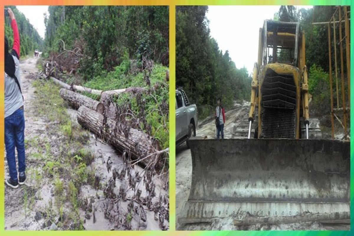 Hutan Dibabat, 500 Spesies Orangutan Terancam Musnah