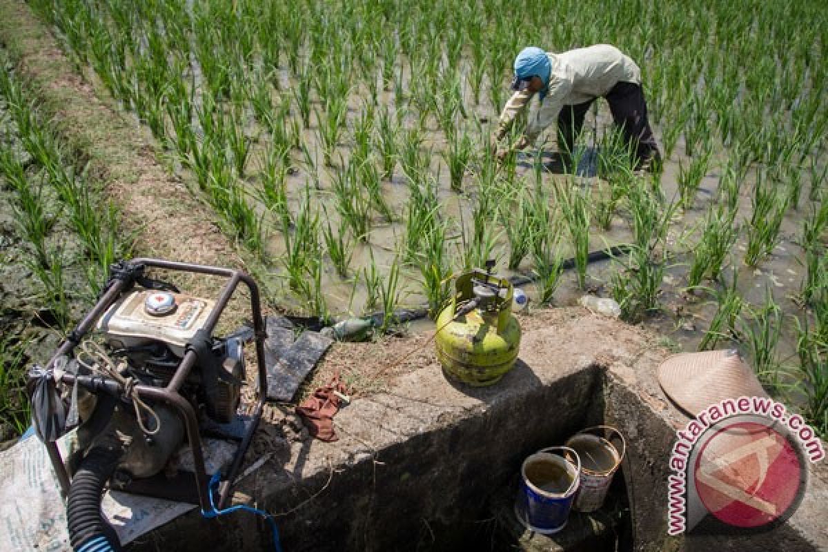 Irigasi jebol, puluhan hektare sawah Bengkulu terancam kekeringan