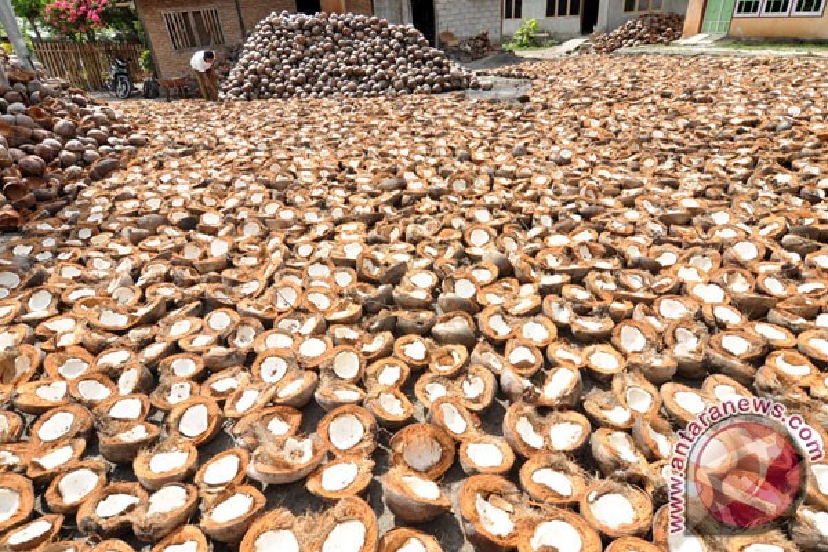 Bank Indonesia prepares program to diversify coconut products