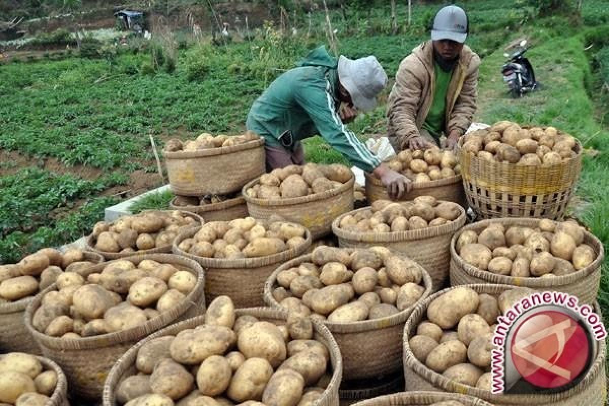 Harga kentang di tingkat pedagang turun 